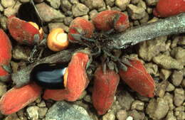 Image of Rourea calophylloides (Schellenberg) C. C. H. Jongkind
