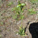 Plancia ëd Chloraea viridiflora Poepp.