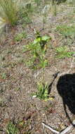 Image de Chloraea viridiflora Poepp.