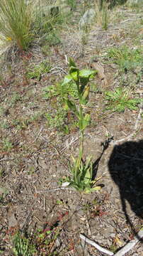 Plancia ëd Chloraea viridiflora Poepp.