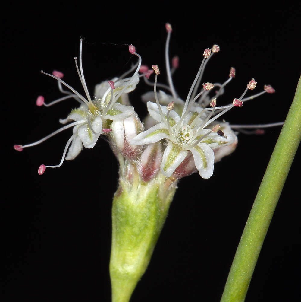 Imagem de Eriogonum elatum var. elatum