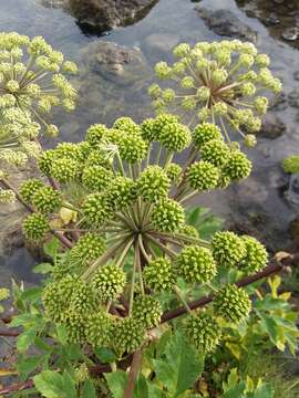 Image of Norwegian angelica