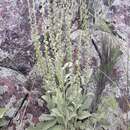 Image of Verbascum rotundifolium Ten.