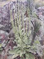 Imagem de Verbascum rotundifolium Ten.