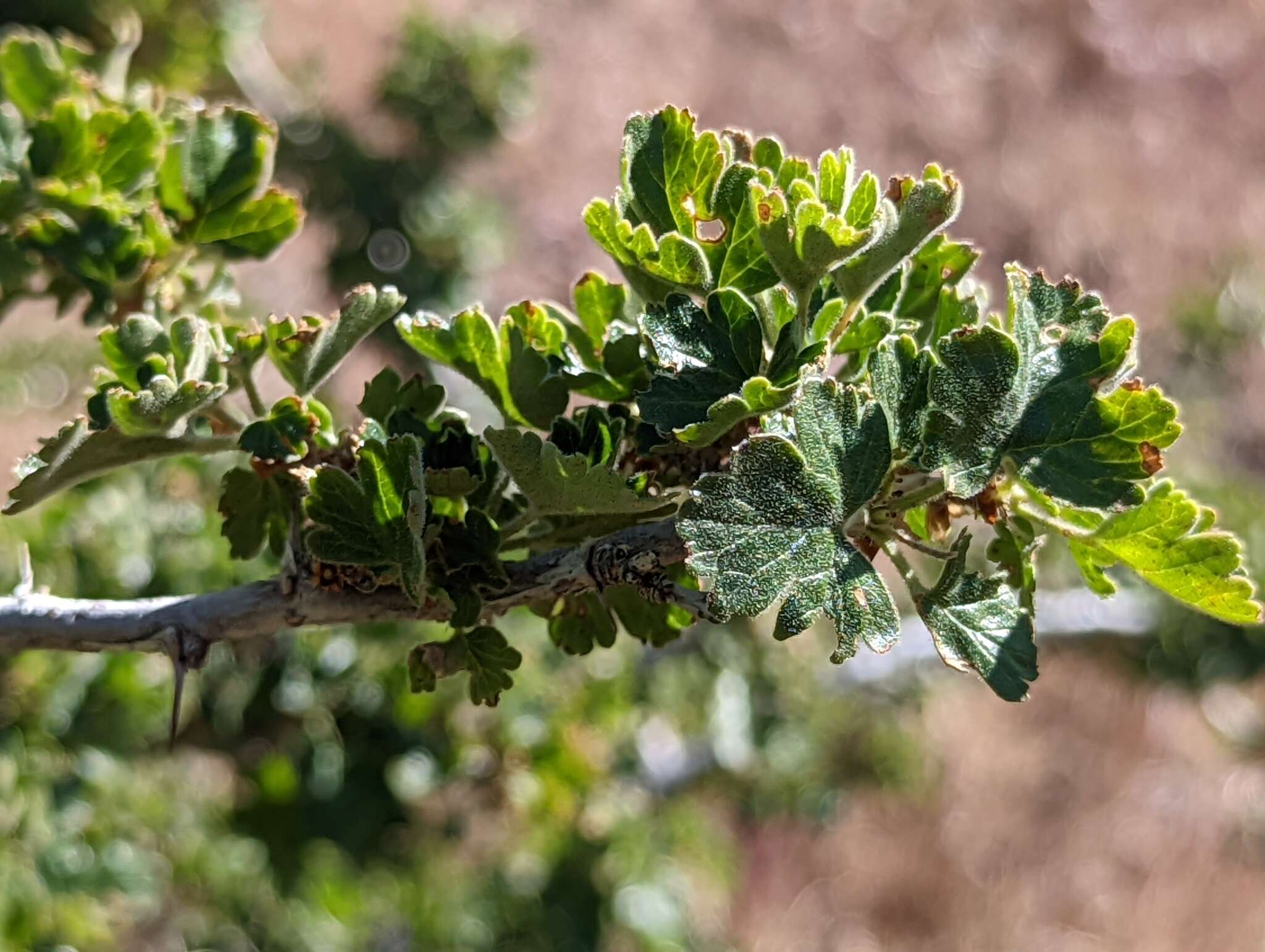 Слика од Ribes roezlii var. roezlii