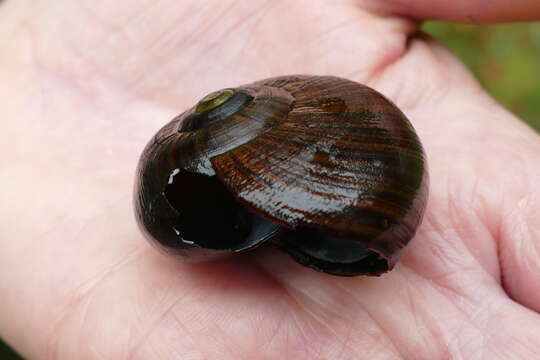 Image of Powelliphanta lignaria (Hutton 1888)