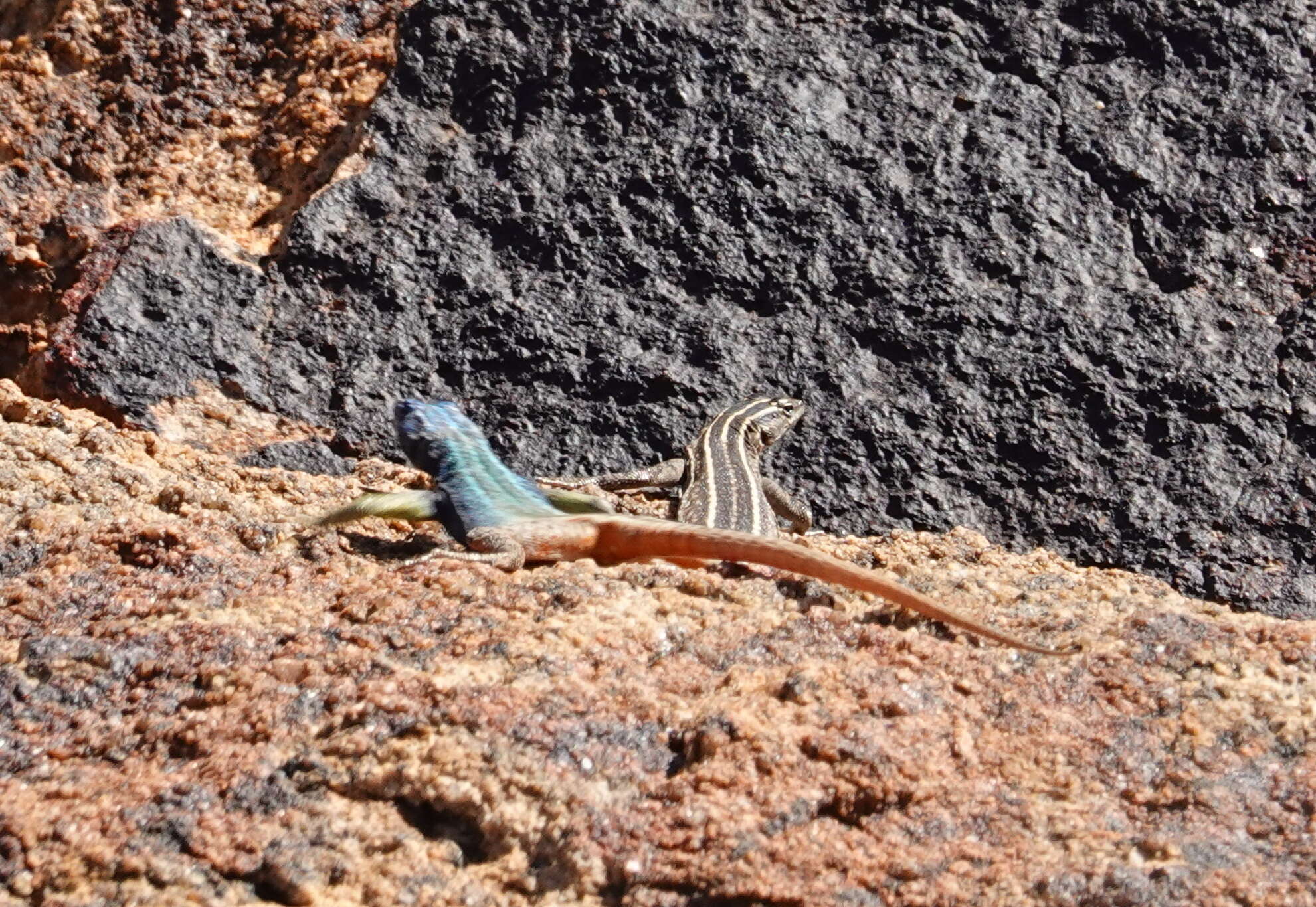 Image de Platysaurus broadleyi Branch & Whiting 1997