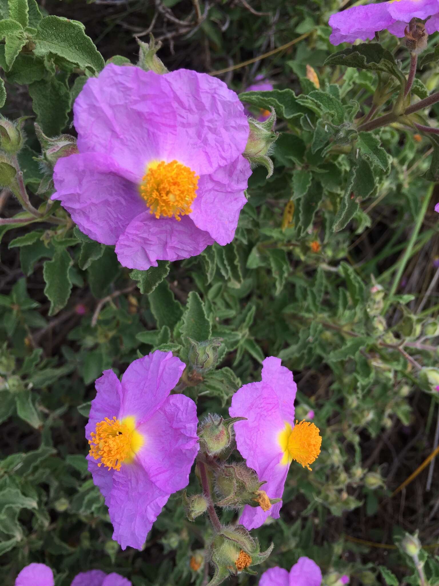 Image of Cistus creticus L.