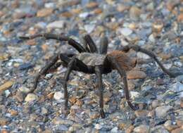 Image of Texas Tan Tarantula