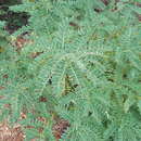 Image of Iberian Milk-vetch