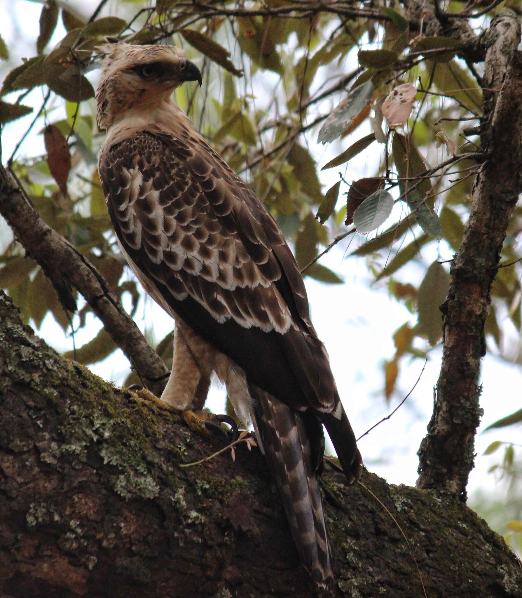 Nisaetus nipalensis Hodgson 1836 resmi