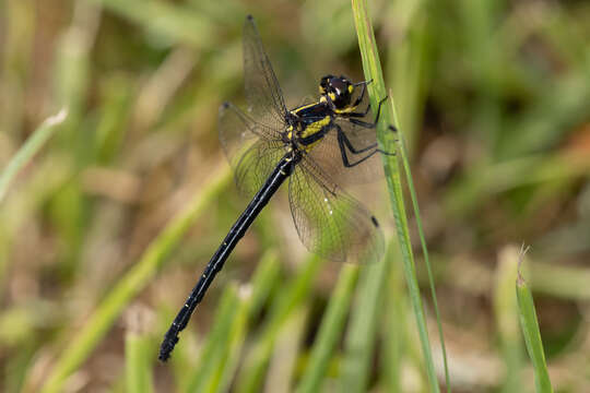 Image of Eusynthemis rentziana Theischinger 1998