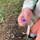 Image of Romulea tempskyana Freyn