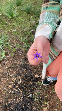 Image of Romulea tempskyana Freyn