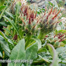 Plancia ëd Centaurea raphanina subsp. mixta (DC.) Runemark
