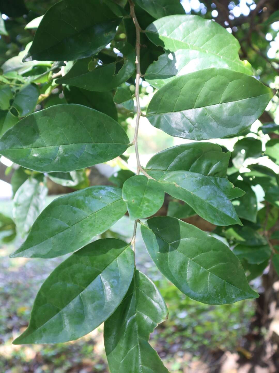 山地五月茶的圖片