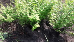 Image of Osmunda hilsenbergii Hook. & Grev.