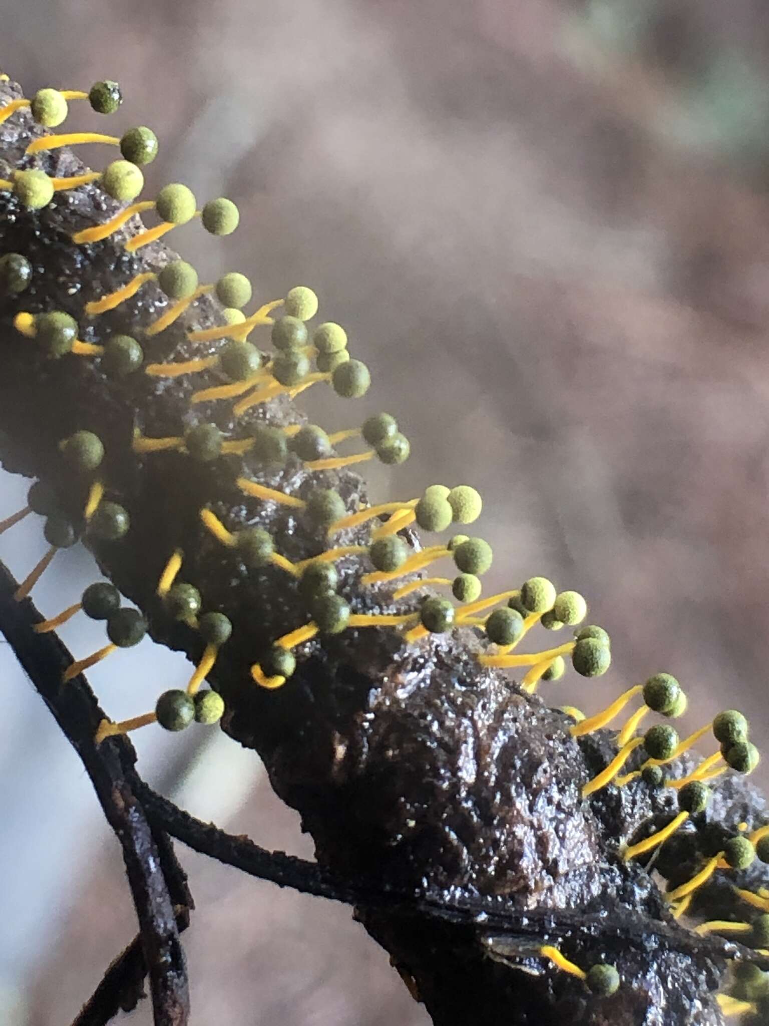 Image of Physarum tenerum