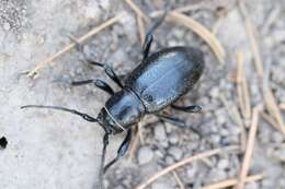 Image of Long-horned beetle