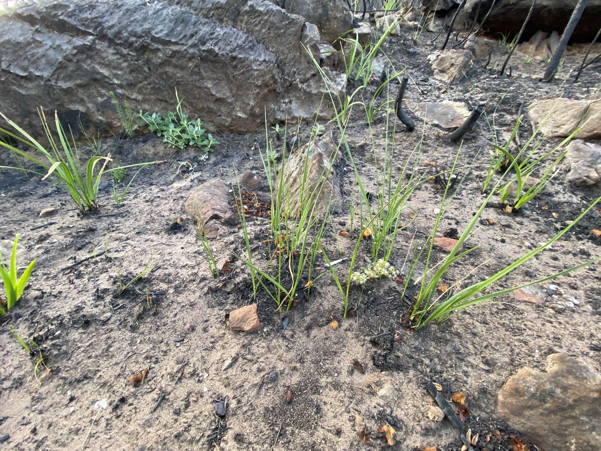 Image of Aspidoglossum heterophyllum E. Mey.