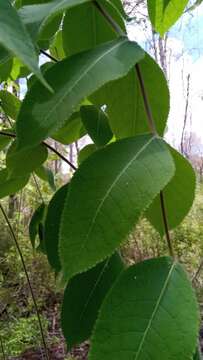 Sivun Commiphora grandifolia Engl. kuva