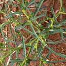 Image of Euphorbia tannensis subsp. eremophila (A. Cunn. ex T. Mitch.) D. C. Hassall