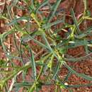 Слика од Euphorbia tannensis subsp. eremophila (A. Cunn. ex T. Mitch.) D. C. Hassall