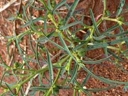 صورة Euphorbia tannensis subsp. eremophila (A. Cunn. ex T. Mitch.) D. C. Hassall