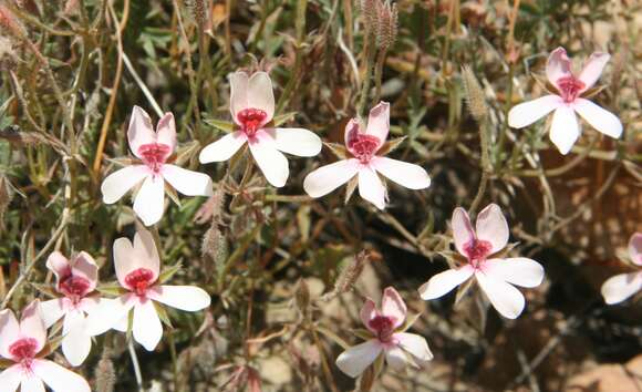 Image of Pelargonium ocellatum J. J. A. Van der Walt