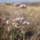 Image of Gypsophila collina Ser.