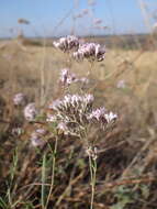 Слика од Gypsophila collina Ser.