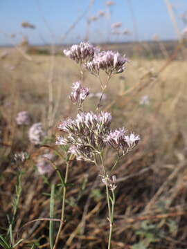 صورة Gypsophila collina Ser.