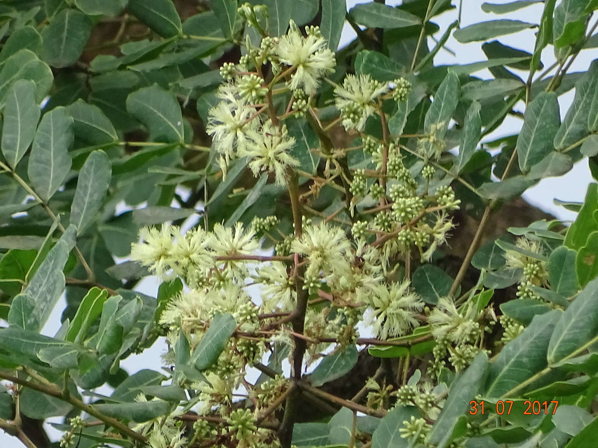 Image of tall albizia