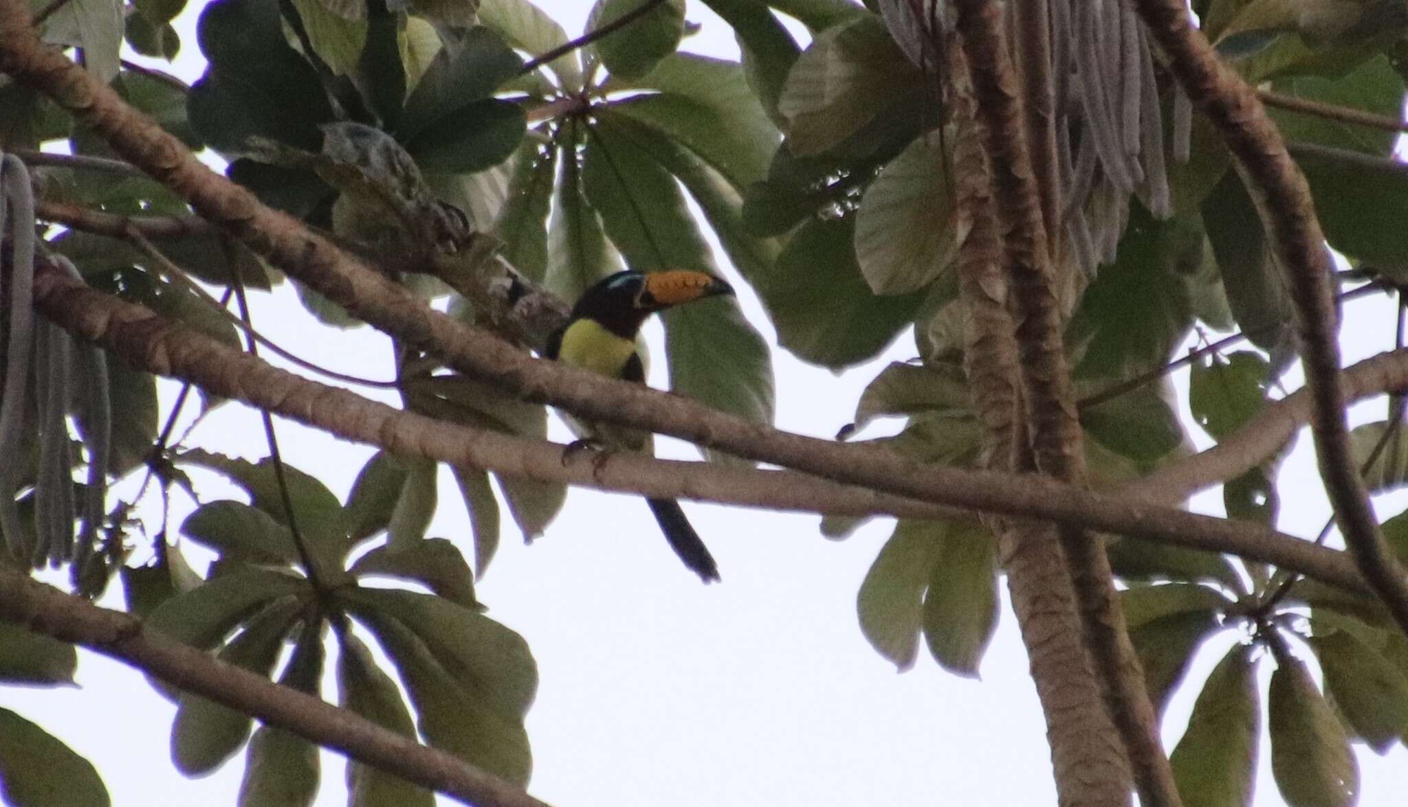 Image of Lettered Aracari