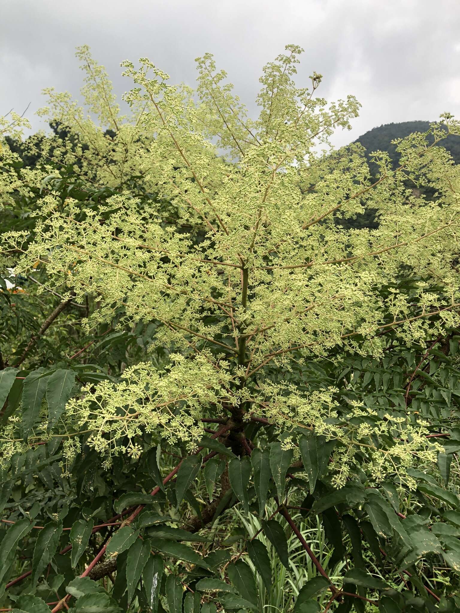 Image de Aralia bipinnata Blanco