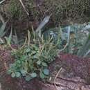 صورة Peperomia catharinae Miq.