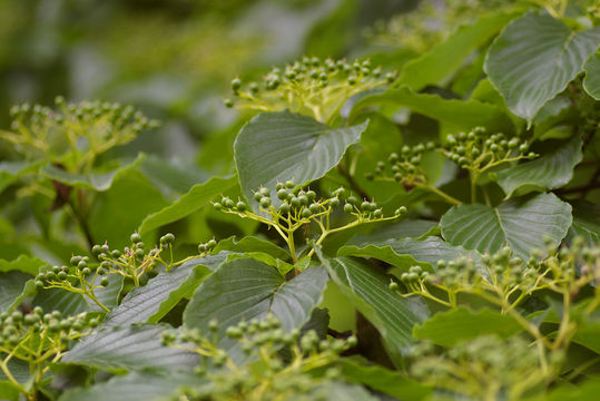 Image of giant dogwood