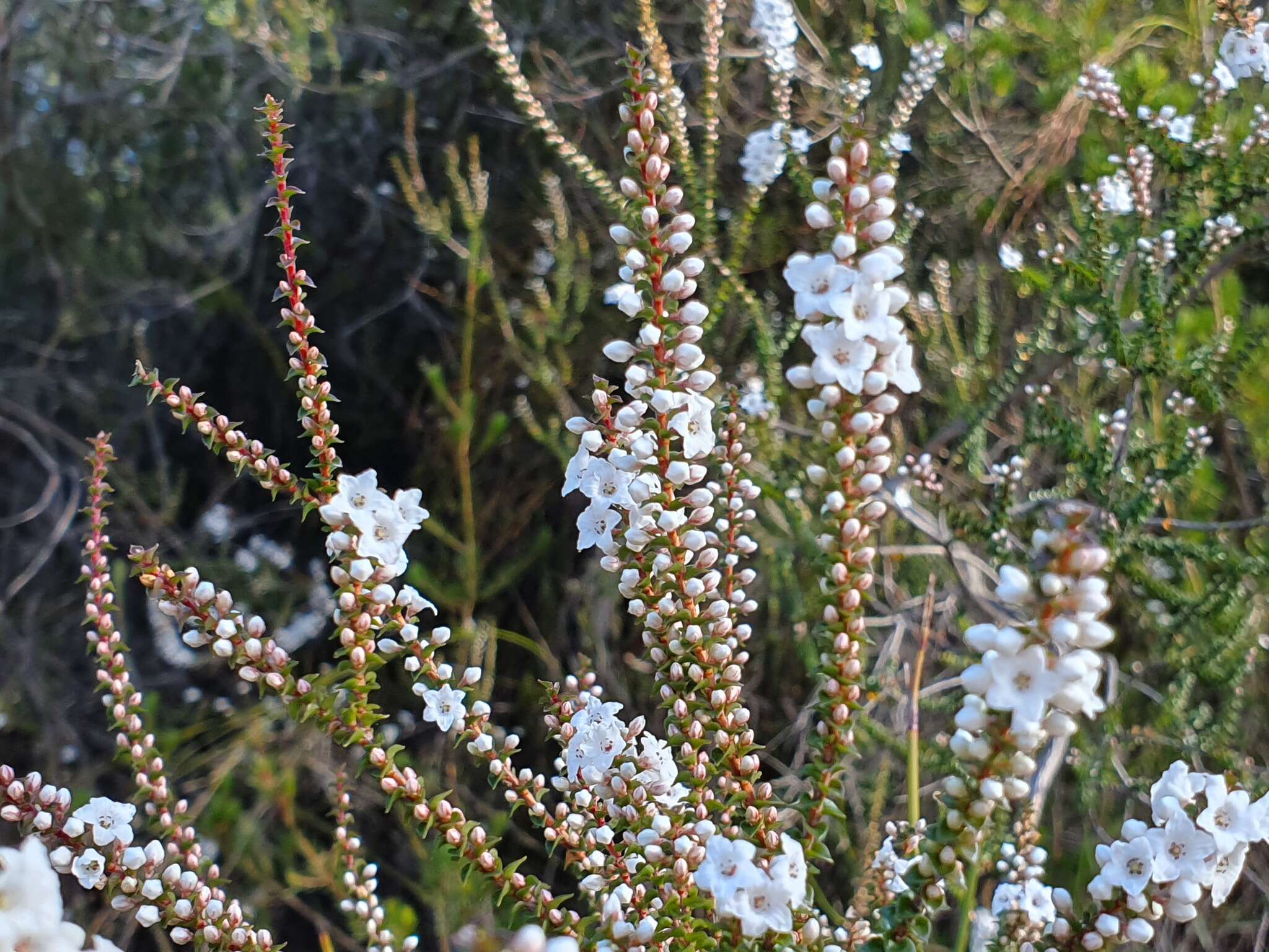 Sivun Epacris microphylla R. Br. kuva