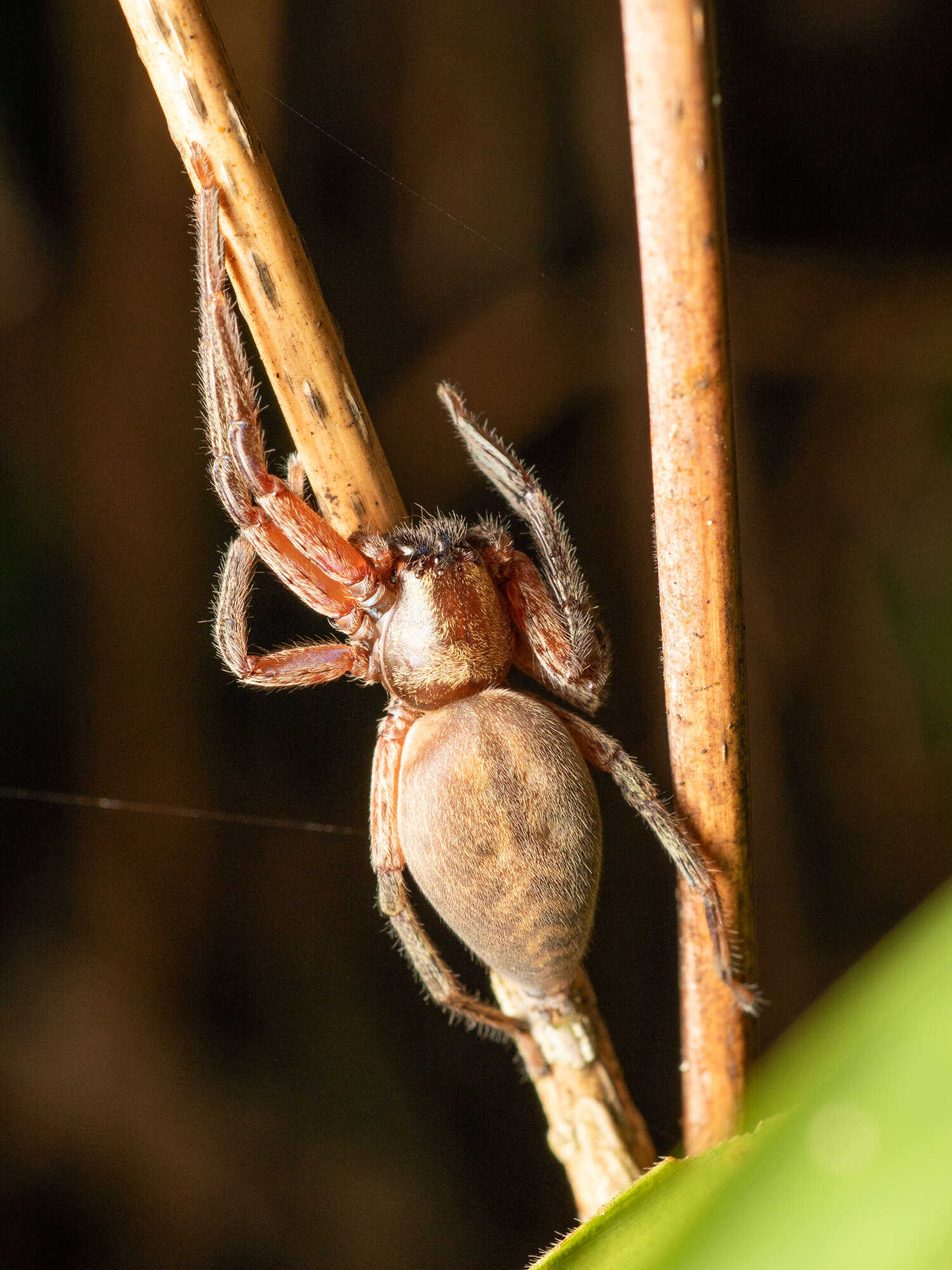 Image of Thelcticopis severa (L. Koch 1875)