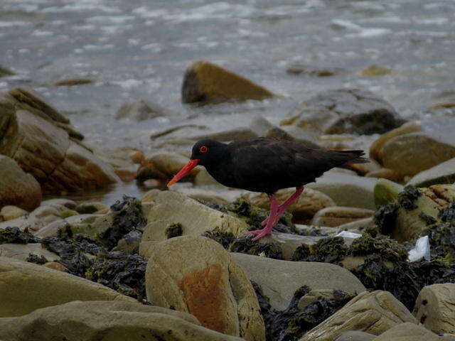 Haematopus moquini Bonaparte 1856 resmi