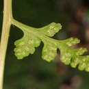 Image of Athyrium anisopterum Christ