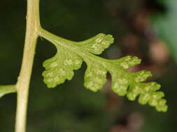 Image of Athyrium anisopterum Christ