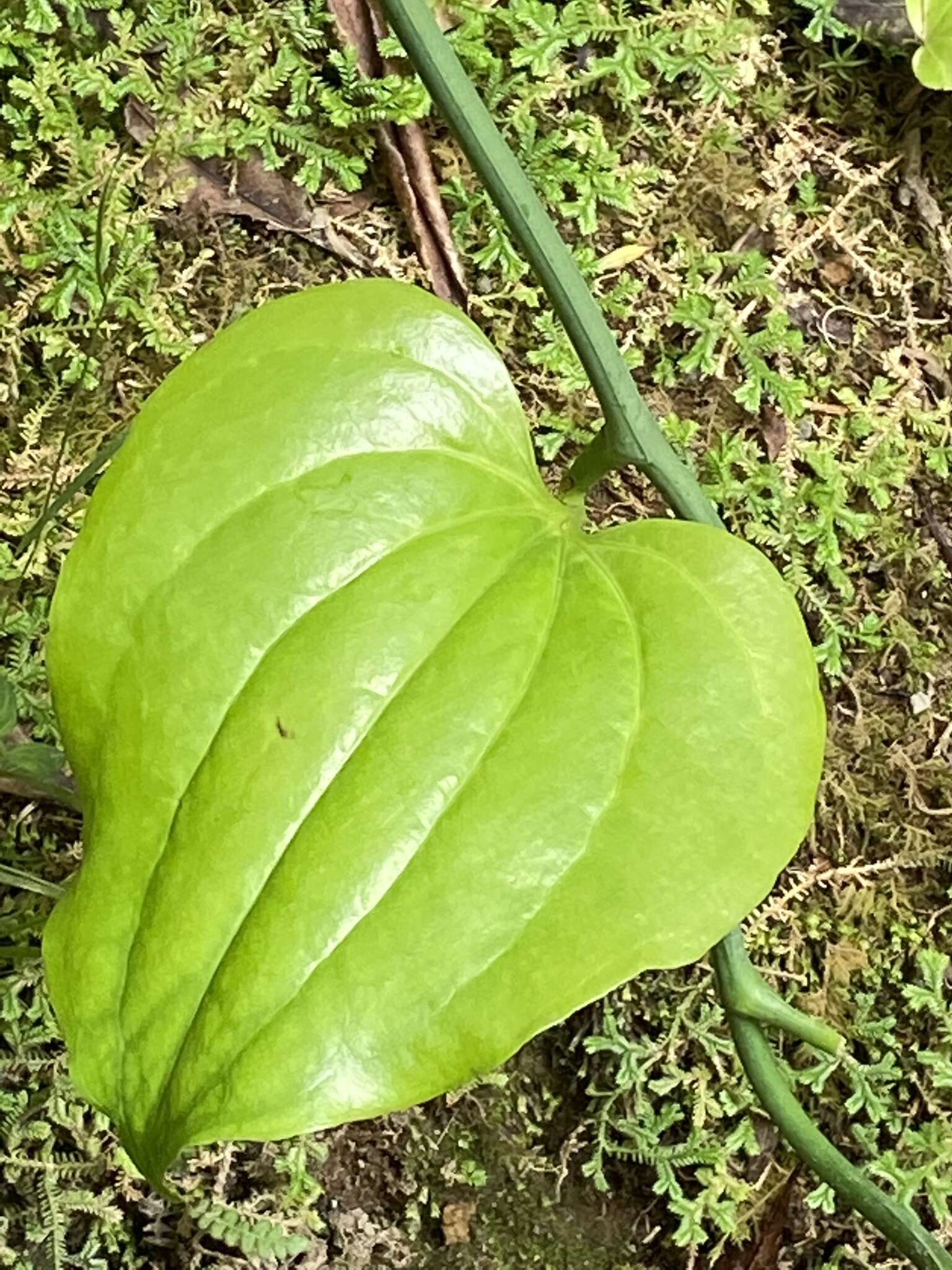 Image of Smilax azorica H. Schaef. & P. Schönfelder