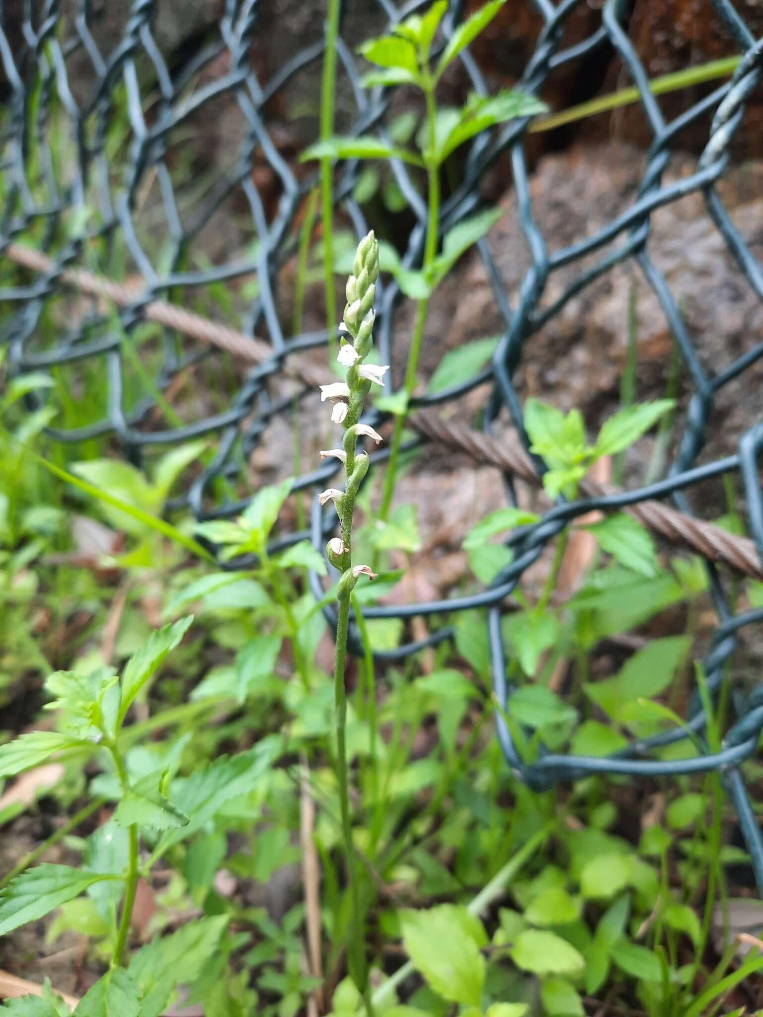 Image of Spiranthes hongkongensis S. Y. Hu & Barretto