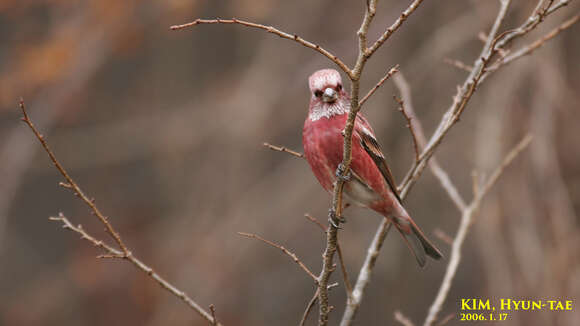 Imagem de Carpodacus roseus (Pallas 1776)