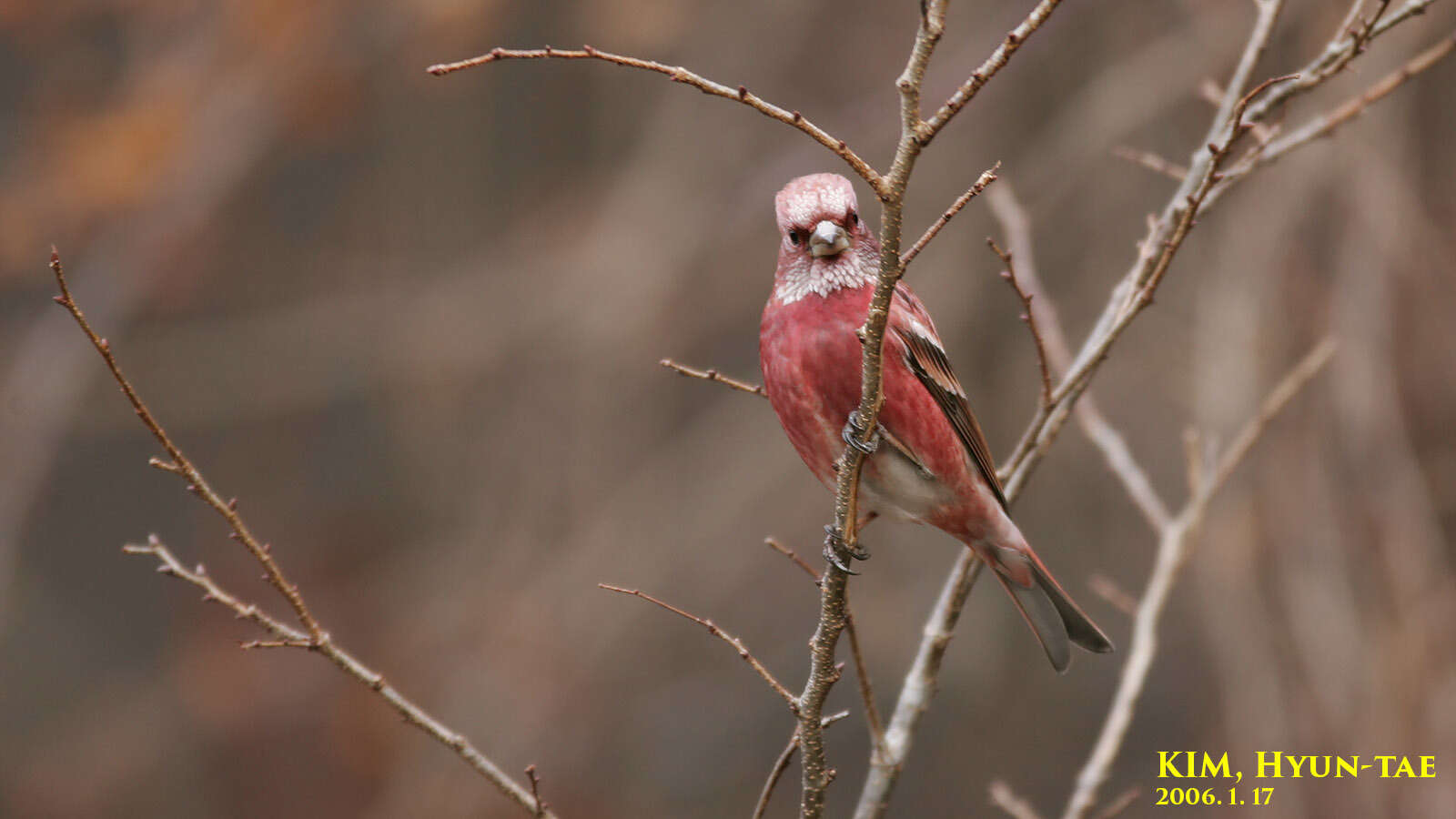 Imagem de Carpodacus roseus (Pallas 1776)