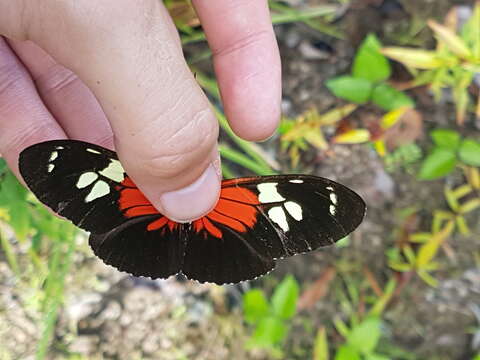 Image of Heliconius burneyi Hübner 1816