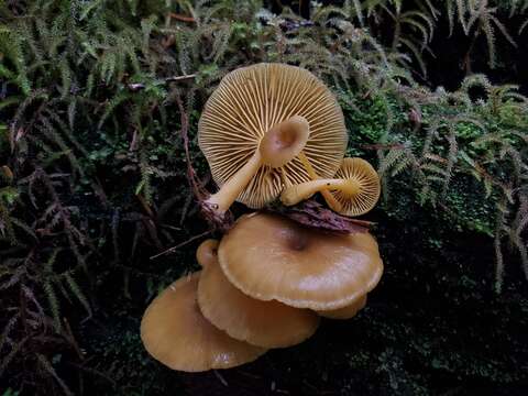 Image of Chrysomphalina chrysophylla (Fr.) Clémençon 1982