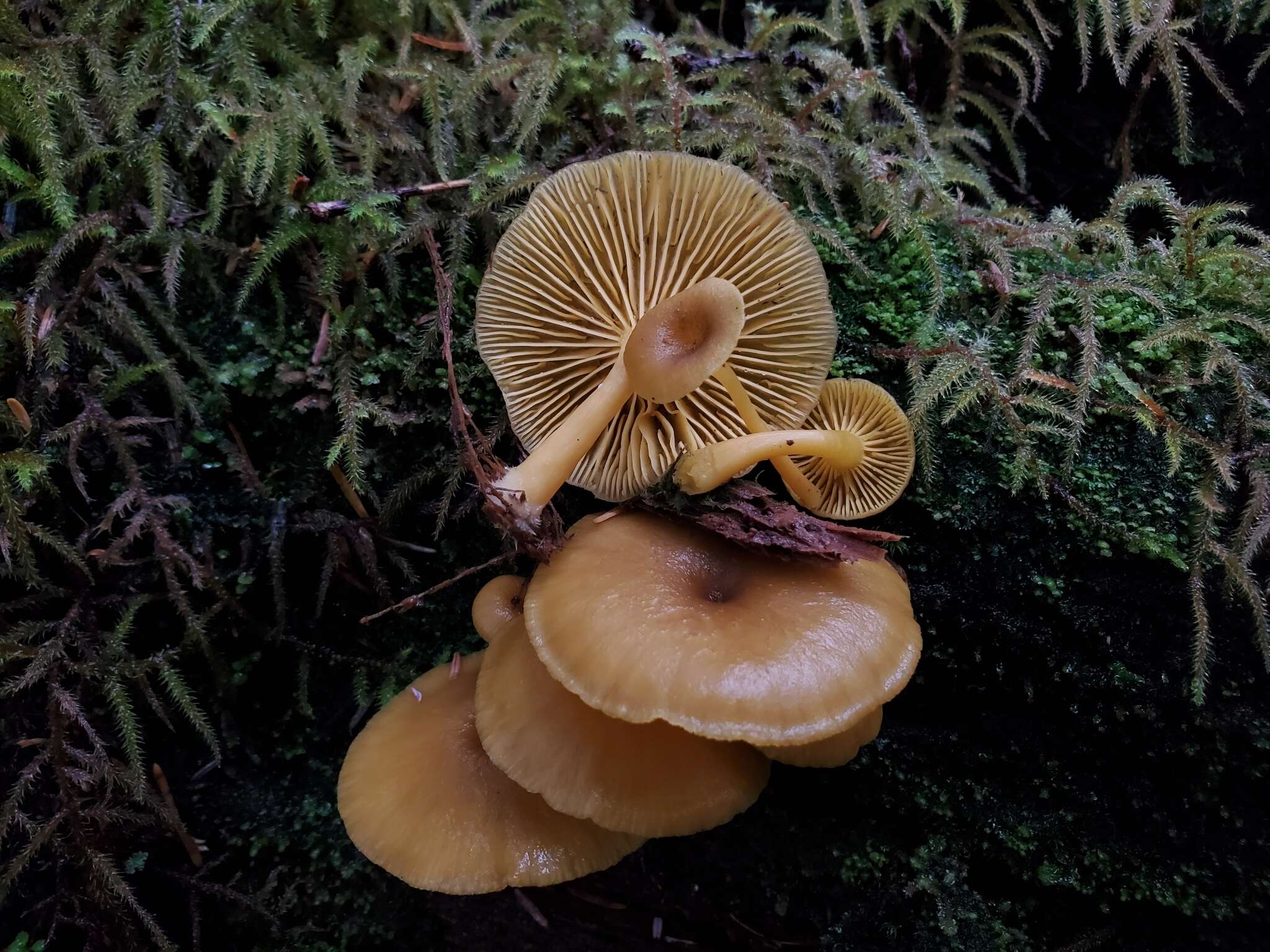 Image de Chrysomphalina chrysophylla (Fr.) Clémençon 1982