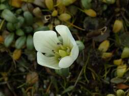 Imagem de Gentianella saxosa (G. Forst.) Holub